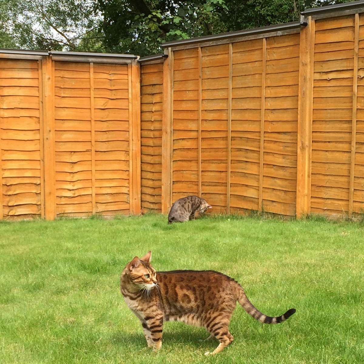 Oscillot Cat Containment System 10