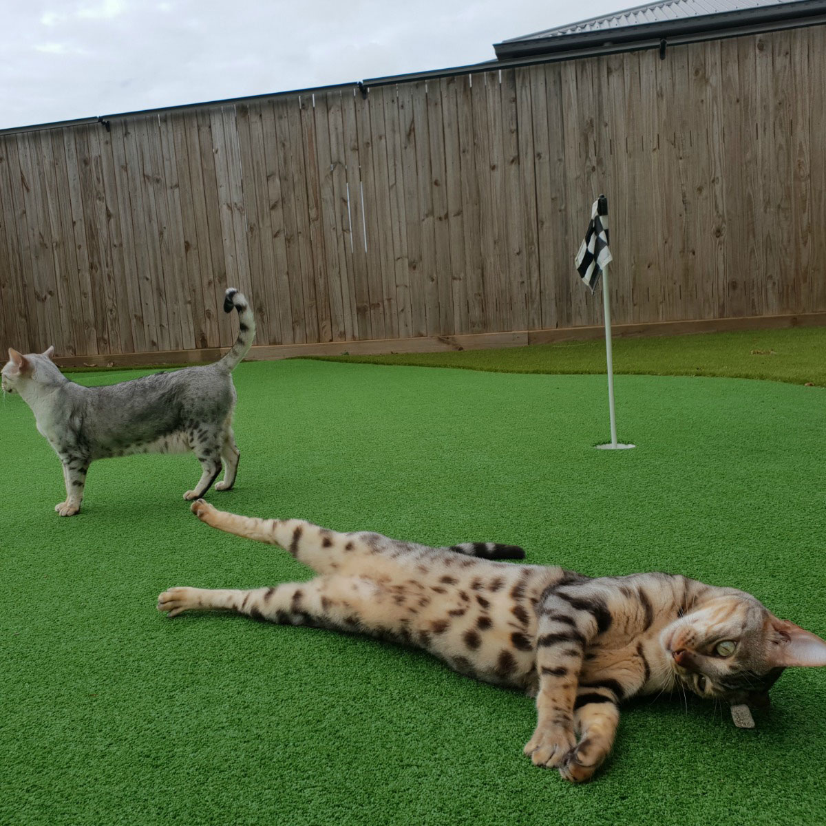 Oscillot Cat Containment System 11