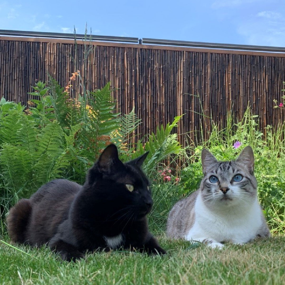 Oscillot Cat Containment System 12
